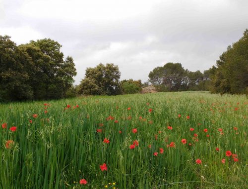 La loi de création de l’Agence de la nature de Catalogne, quarante jours plus tard