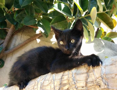 La nova Llei de Protecció Animal obliga els municipis a redefinir la gestió de la fauna urbana, les colònies felines i els animals de companyia o silvestres en captivitat